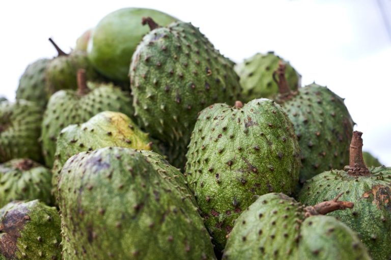 Pile of green soursop fruits with soft curved spines stacked at a market stall