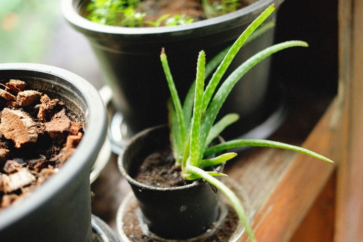 A young aloe vera plant in a small black pot on a wooden ledge, beside larger pots of soil and bark