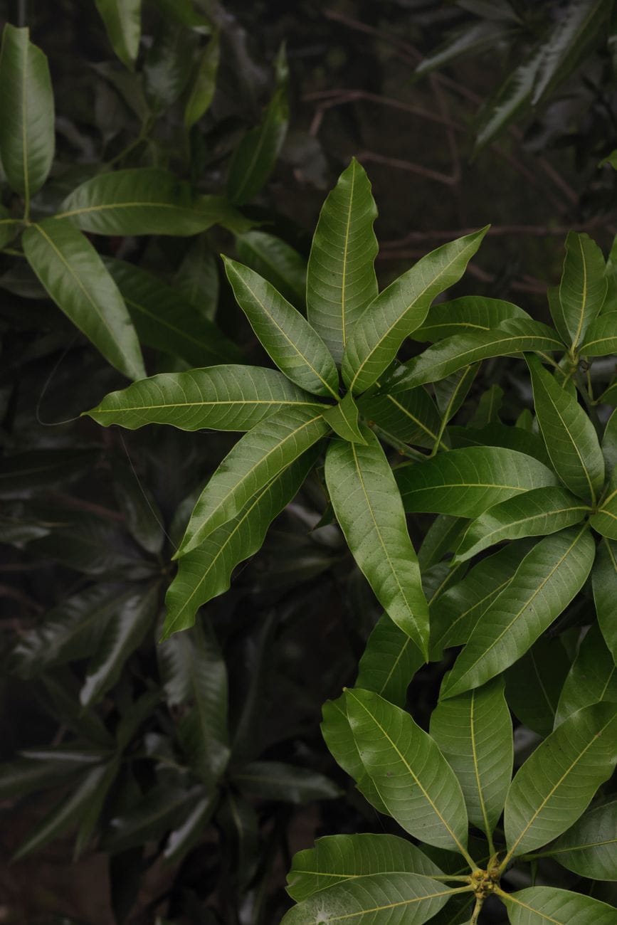 Young bright green mango leaves on the tree, the tender growth used for mango leaf tea
